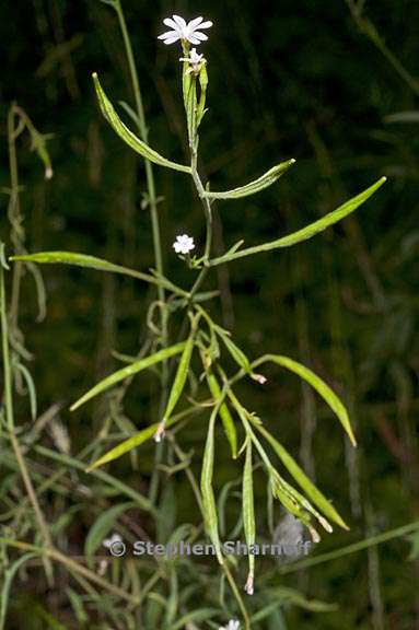 epilobium brachycarpum 2 graphic